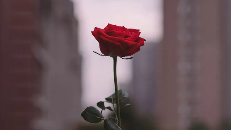 Valentine's Week 2024: List of All the Love Days 93 Rose Day, Valentine's Week 2024