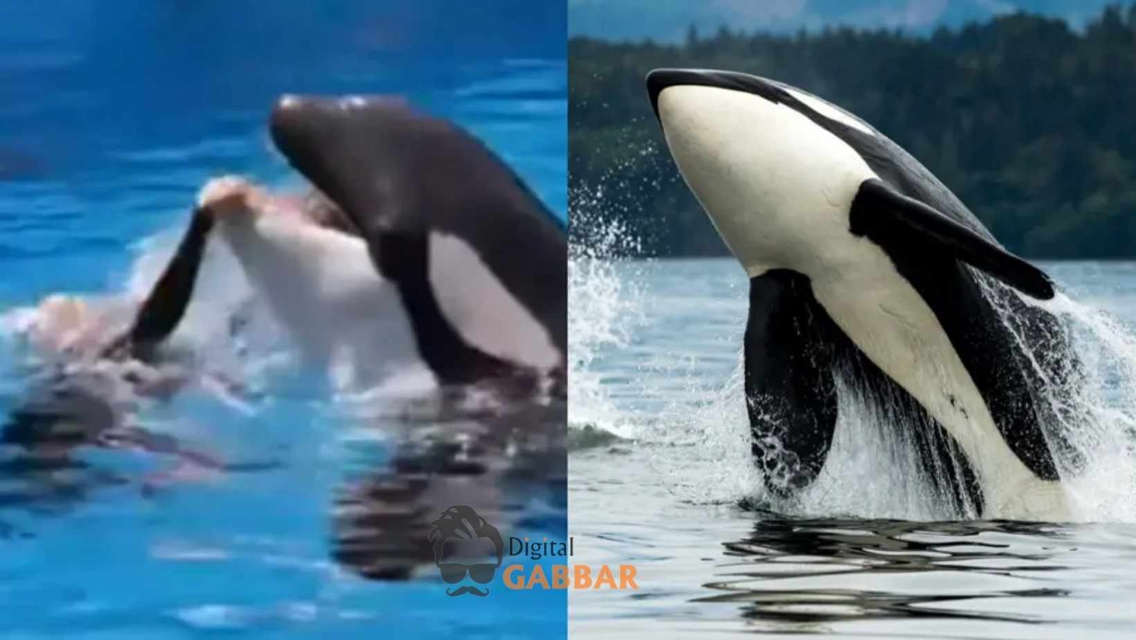 AI Orca Attack Hoax: The Truth Behind ‘Marine Trainer’ Jessica Radcliffe’s Viral Story 84 Viral Orca Attack Video Fake Ai Hoax