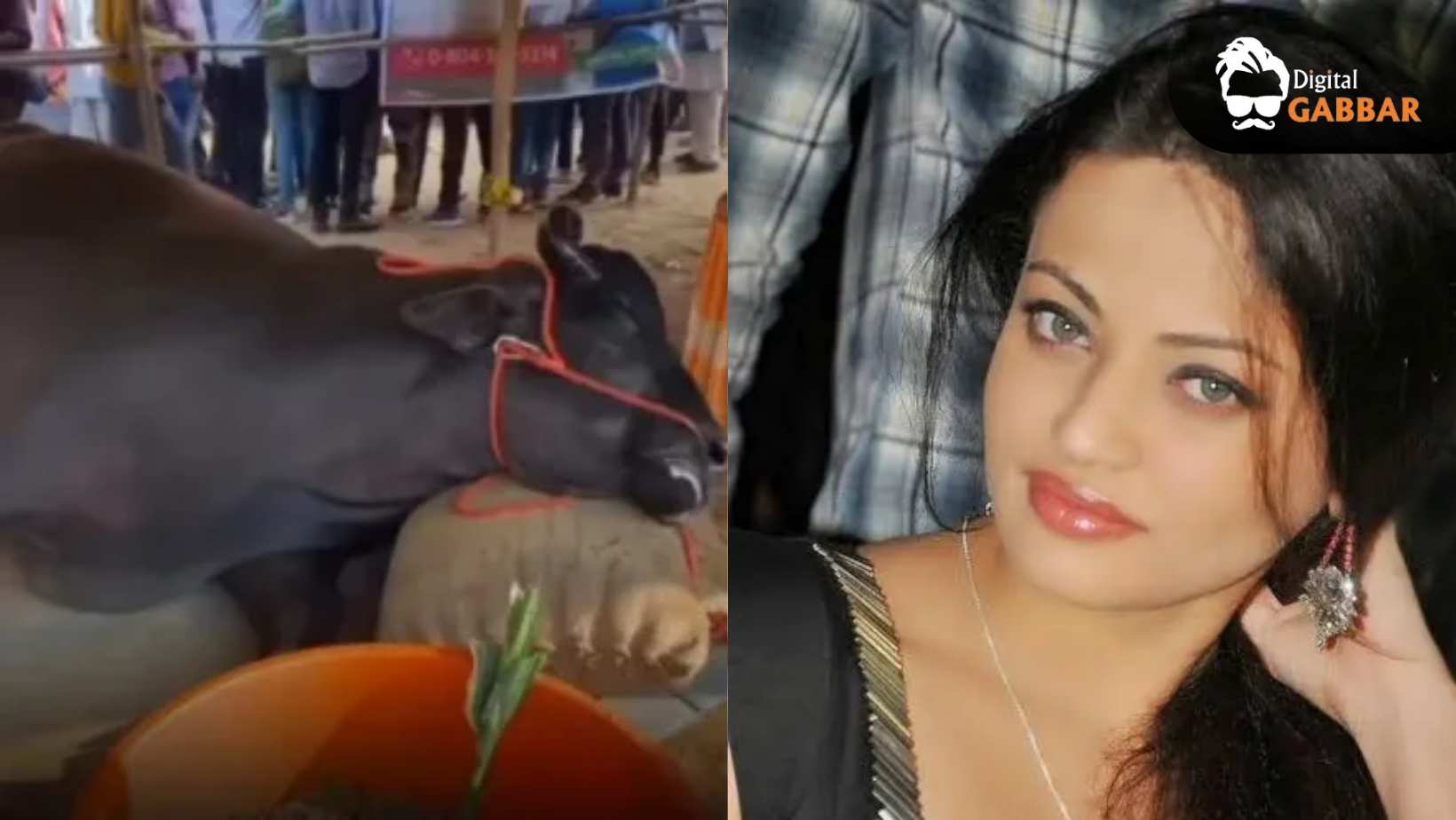 Buffalo Worth ₹21 Crore Dies Mysteriously at Pushkar Fair — Sneha Ullal Reacts 105 Buffalo Worth 21 Crore Dies Pushkar Fair Sneha Ullal Reaction